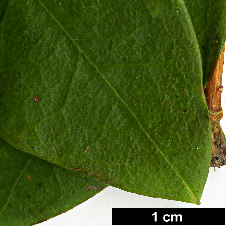 High resolution image: Family: Ericaceae - Genus: Rhododendron - Taxon: cinnabarinum - SpeciesSub: subsp. tamaense